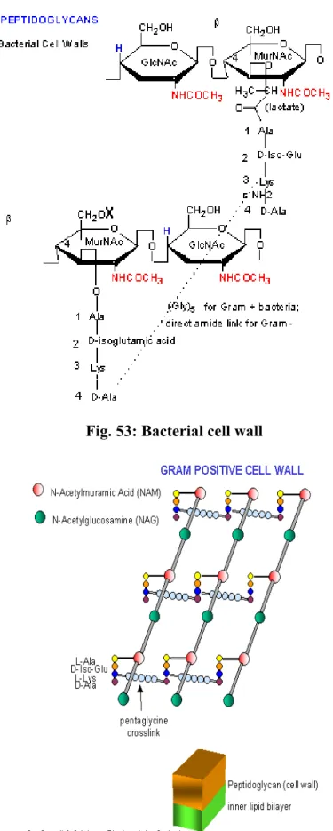 Fig. 53: Bacterial cell wall 