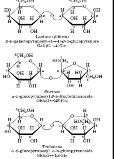 Fig. 5: Disaccharide 