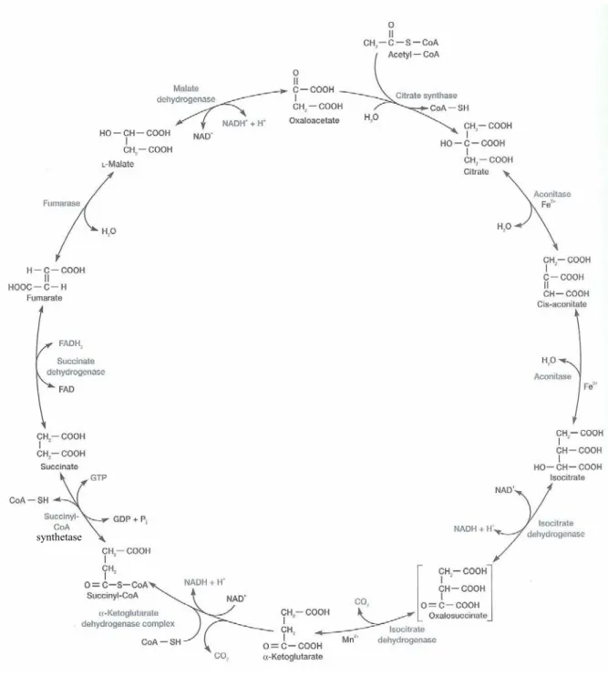Fig. 7: The Tricarboxylic Acid Cycle  