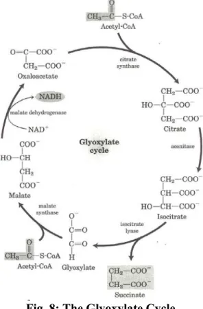 Fig. 8: The Glyoxylate Cycle 