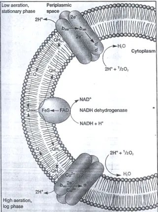 Fig. 10: The Aerobic Respiratory System of E.coli. The upper branch operates when  the bacterium is in stationary phase and there is little oxygen