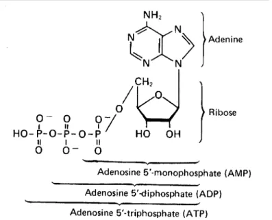 Fig. 1: The structure of adenosine triphosphate (ATP). ATP is a typical nucleotide  consisting of an adenine ring, a ribose, and three phosphate groups