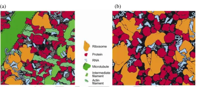 Figure  1.1  The  crowded  state  of  the  cytoplasm  in  (a)  eukaryotic  and  (b)  E