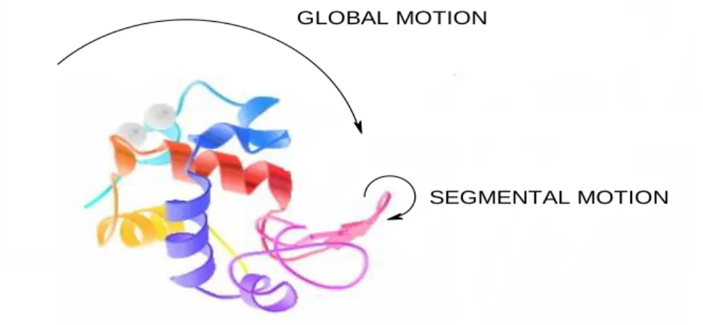 Figure 2.3 The figure above depicts global and segmental motion. 