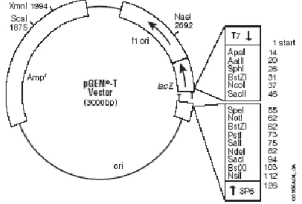 Fig 2 pGEMT vector Map and Sequence Reference point  a. Optimization of insert : Vector molar ratios 