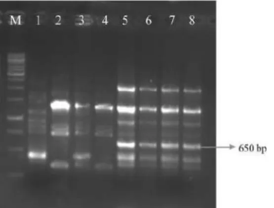 Fig 1 Agarose gel showing the amplified polymorphic DNA band with primer URP 1F in isolates of  Bipolaris  spp