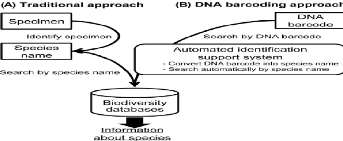 Fig.  1.  Workflow  for  retrieving  biodiversity  information  from  databases  by  (A)  traditional  approach  and  (B)  DNA barcoding 