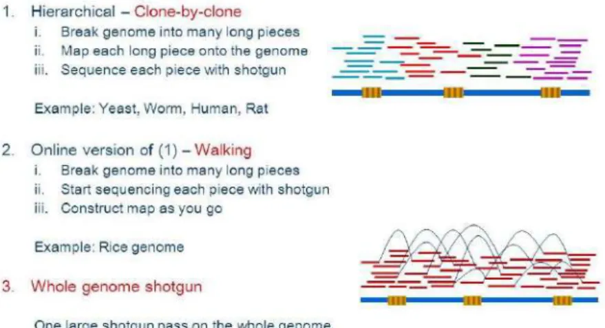 Fig. 1: Strategies for the sequencing of large genomes. 