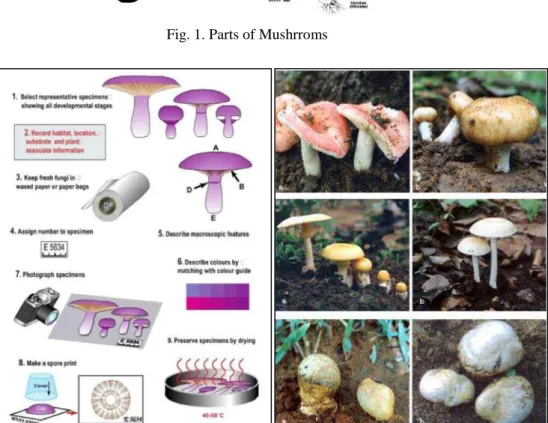 Fig. 2. Collection and processing of mushrooms. Source: Internet website. 2. Diversity of mushrooms