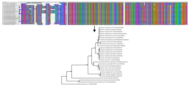 Fig.  4.  Sequencing  of  Internal  Transcribed  Spacer  (ITS)  and  phylogenetic  tree  construction  necessary  for  phylogenetic species identification