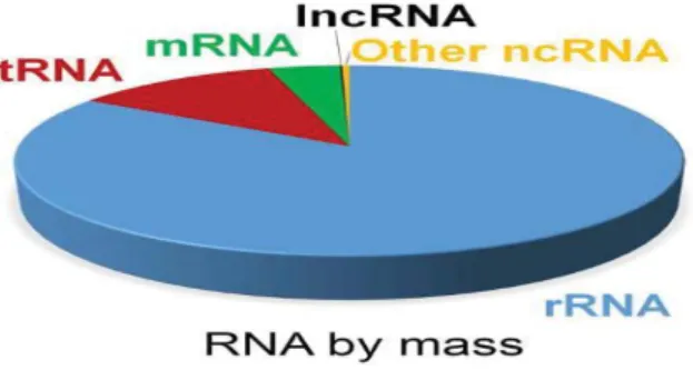 Figure 1. Composition of different RNA in a cell 