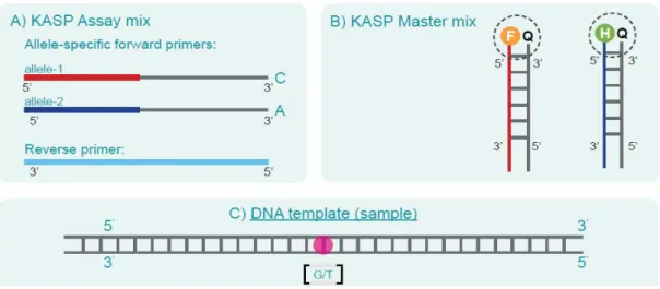 Figure 2. The first three rounds of PCR that provide allele specific amplification in KASP assay 45