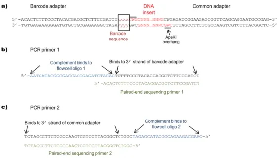 Figure 5.   Steps in GBS library construction. (1) DNA samples, barcode, and common adapter  pairs are plated and dried; (2–3) samples are then digested with ApeKI and adapters  are ligated to the ends of genomic DNA fragments; (4) T4 ligase is inactivated
