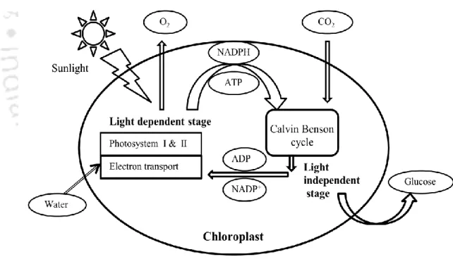 Fig. 1.2. An overview of photosynthesis 
