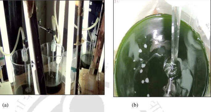 Fig. 3.4. (a) Photograph of l/d ratio variation study (b) biomass concentration  obtained at varying l/d ratios 