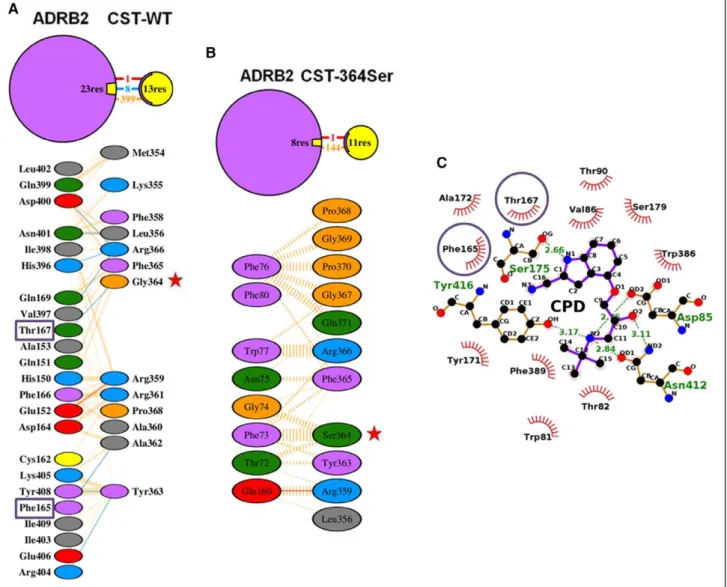Figure 5. Molecular interactions in the complexes of catestatin (CST) peptides or cyanopindolol with ADRB2