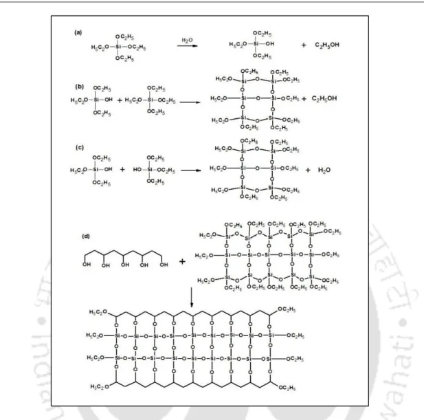 Figure 3.2 Schematic representation of hydrolysis and condensation (alcohol and water)  reaction of TEOS (a,b), and PVA/silanol network structure formation (c) 