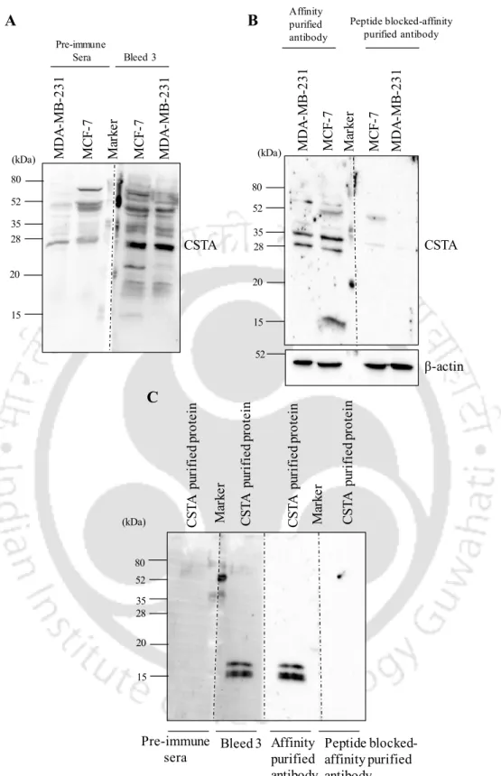 Figure  A3.2.  Validation  of  custom  generated  polyclonal  CSTA  antibody  by  western  blotting