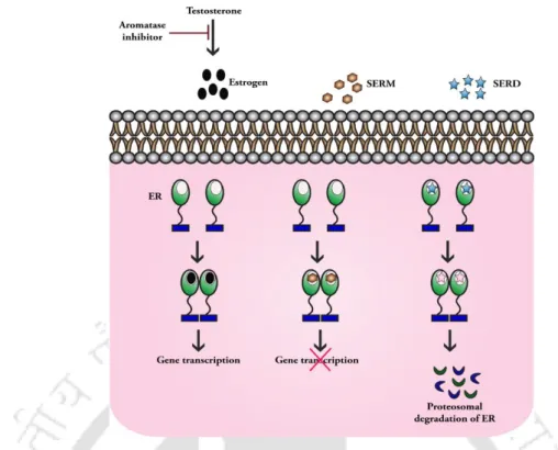Figure  2.3. Effect  of  aromatase  inhibitors,  SERM  and  SERD  on  ER  signaling  pathway
