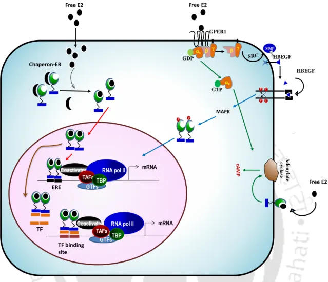 Figure 2.5. Schematic representation of genomic and non-genomic signaling pathways of estrogen