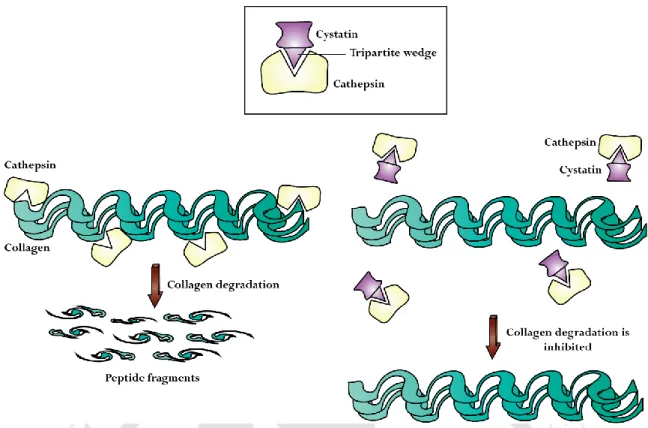 Figure 2.7. Schematic representation of inhibition of cathepsins by cystatins. Cystatins forms ‘tripartite  wedge’  and  binds  to  the  active-site  groove  of  cathepsins,  thereby  blocking  the  access  of  collagen  to  the  cathepsins