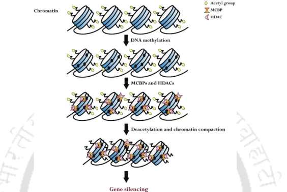 Figure 2.9. Mechanism of DNA methylation-mediated silencing of gene expression. Methylated CpGs  are recognized by MCBPs, followed by the recruitment of HDACs