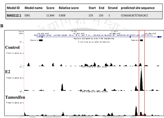Figure  5.5. Possible  involvement  of  intron-2  in  the  E2-mediated  regulation  of  CSTA  expression