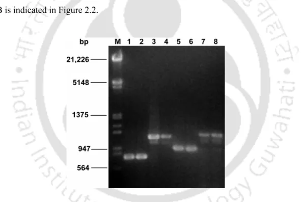 Figure 2.2  Amplicons obtained from reference strains of lactic acid bacteria using genus-specific  primers designed for 16S rRNA gene