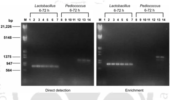 Figure 2.3 PCR-based detection of LAB succession by direct detection and enrichment method in   salt-fermented cucumber using genus-specific 16S rRNA primers for Lactobacillus (Lb.) and  Pediococcus (Ped.)