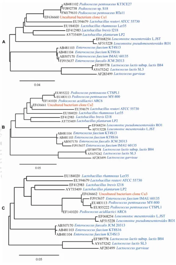 Figure 2.4 16S rRNA gene sequence based phylogenetic tree constructed for uncultured Pediococcus  clones (Cu1, Cu2 and Cu3) detected in fermented cucumber samples by PCR in the direct detection  method