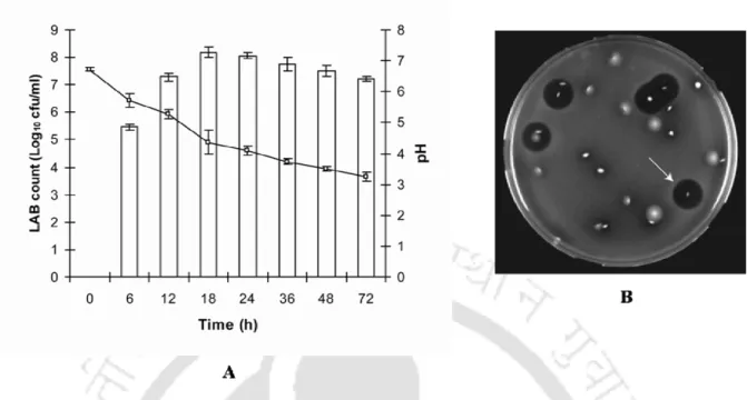 Figure 2.6 (A) Kinetics of growth of LAB (□) and acidification (○) in fermented cucumber samples