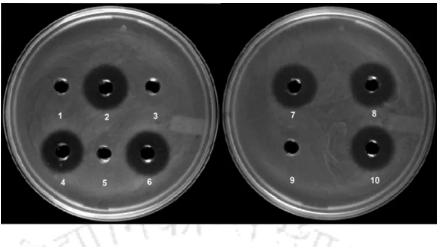 Figure 2.7 Effect of trypsin, dialysis, temperature and pH on bacteriocin-like inhibitory substance  (BLIS) of antagonistic LAB isolated from fermented cucumber