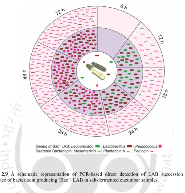 Figure 2.9 A schematic representation of PCR-based direct detection of LAB succession and  emergence of bacteriocin producing (Bac + ) LAB in salt-fermented cucumber samples