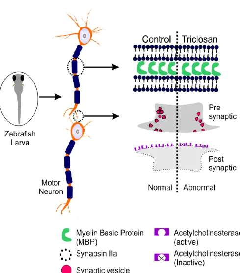 Figure 1: Potential mechanisms of triclosan induced neurotoxicity in developing zebrafish embryos.