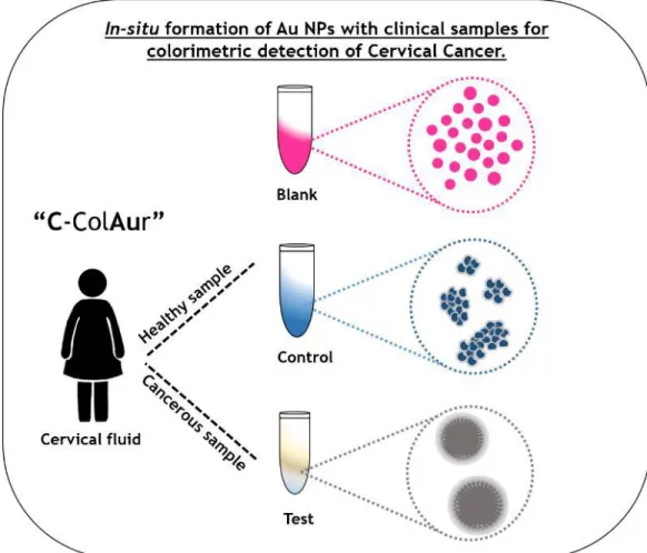 Figure 2: Schematic showing the colorimetric  detection of cervical cancer using “C-ColAur” 