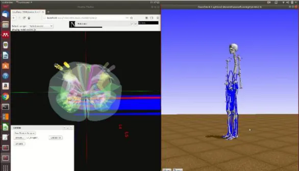 Figure 8: A screenshot from NEUROiD in silico movement platform with the spinal cord controller (centre), slice view (left) and the upper limb musculoskeletal model (right).
