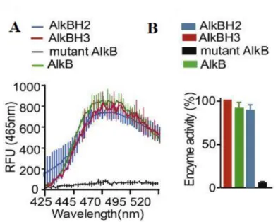 Figure  28:  (A)  Fluorescence  emission  spectra  of  recombinant  AlkB,  AlkBH2,  AlkBH3  and  mutant  AlkB  for  comparing  enzyme  activity