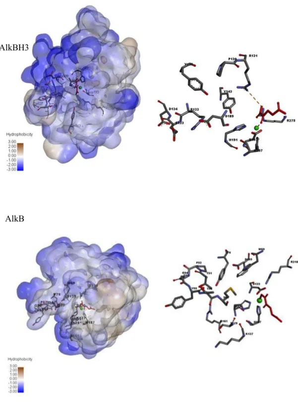 Figure 2: Hydrophobicity analysis of AlkBH3 structure (2IUW) and AlkB structure  (3I2O)  shows  that  the  DNA  binding  pocket  of  AlkBH3  is  comparatively  rich  in  polar amino acids compared to AlkB