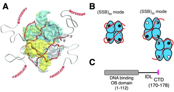 Figure  4.  Structure  and  binding  modes  of  E.  coli  SSB  (A)  Structural  model  of  65  nucleotides  of  ssDNA  (red  ribbon),  wrapped  around  the  EcSSB  tetramer  in  the  (SSB)65  mode