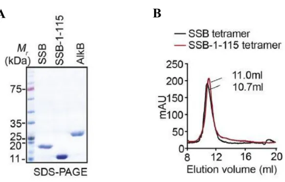 Figure 5: (A) SDS-PAGE analysis of purified tagless E. coli AlkB, SSB and SSB-1- SSB-1-115