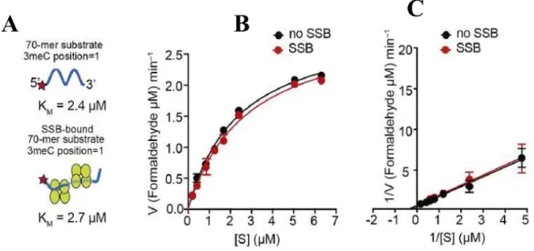 Figure 11: Kinetics of repair of SSB-bound 3meC containing 70-mer oligonuleotide  substrate