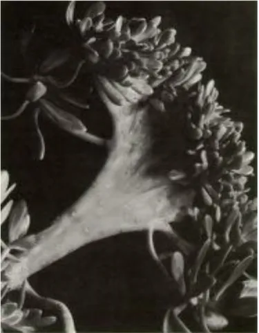 Fig 08: “Succulent” by Imogen Cunningham in 1920
