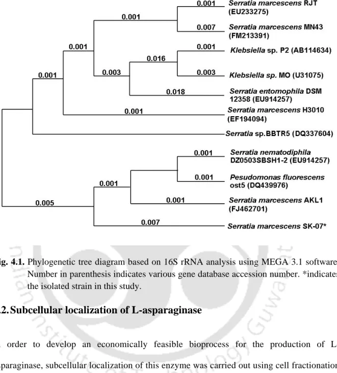 Fig. 4.1. Phylogenetic tree diagram based on 16S rRNA analysis using MEGA 3.1 software