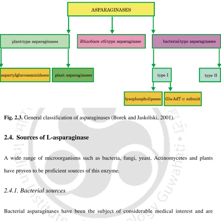 Fig. 2.3. General classification of asparaginases (Borek and Jaskólski, 2001). 
