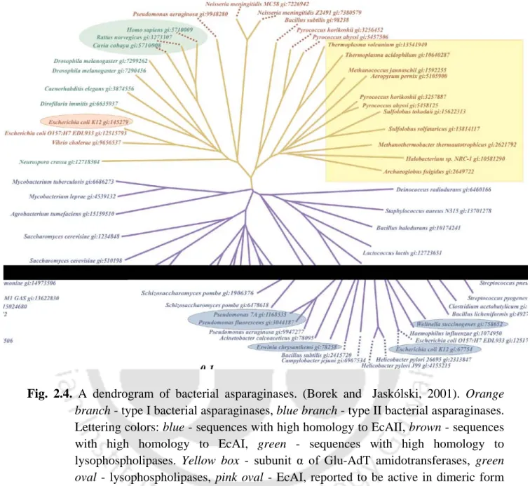 Fig.  2.4.  A dendrogram of bacterial  asparaginases.  (Borek and  Jaskólski,  2001).  Orange  branch - type I bacterial asparaginases, blue branch - type II bacterial asparaginases