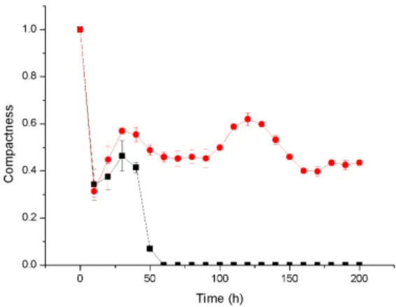 Figure 4.15: Effect of antimicrobial treatment on Pseudomonas aeruginosa biofilm development: plot showing the compactness of the Pseudomonas aeruginosa biofilms varied for two different nutrient concentrations 3 gm m-3 (square symbol), and 5 gm m-3(round 