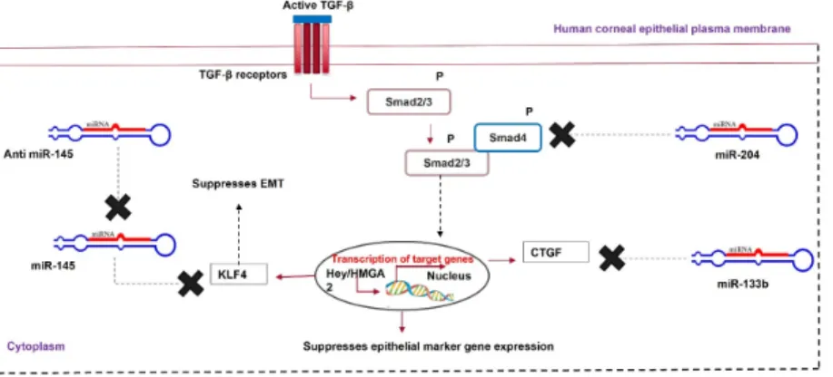 Table 3. MicroRNAs as therapeutic tools in reviving a cornea without scarring. 
