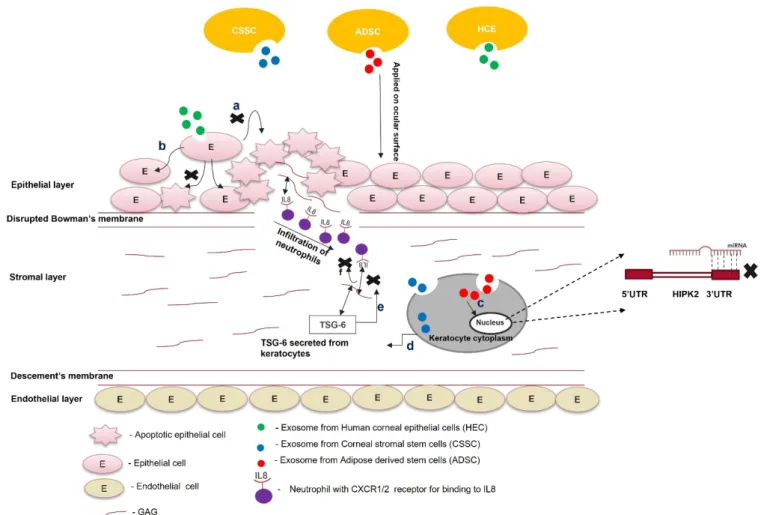 Figure 3. Role of exosomes in the treatment of scars. Exosomes from different cell types (ADSCs,  CSSCs, and HECs) are loaded within the fibrin gel or encapsulated in the hydrogel and applied on  the ocular surface; (a) exosomes from HECs taken up by the e