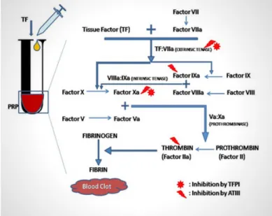 Fig. 2: Predictions of model with latest experimental hypotheses [4] versus an older model