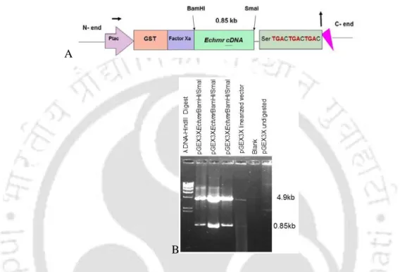 Fig 5.2 (A) GST fusion cassette of pGEX3X expression vector with Echmr cDNA cloned (B)  Confirmation  of  recombinant  clones  with  BamHI  and  SmaI  double  digestion  showing  the  presence of 850 bp fragment and 4.9 kb pGEX-3X vector